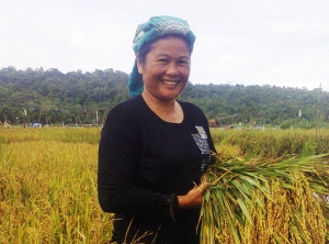 My Rice Yield Increases